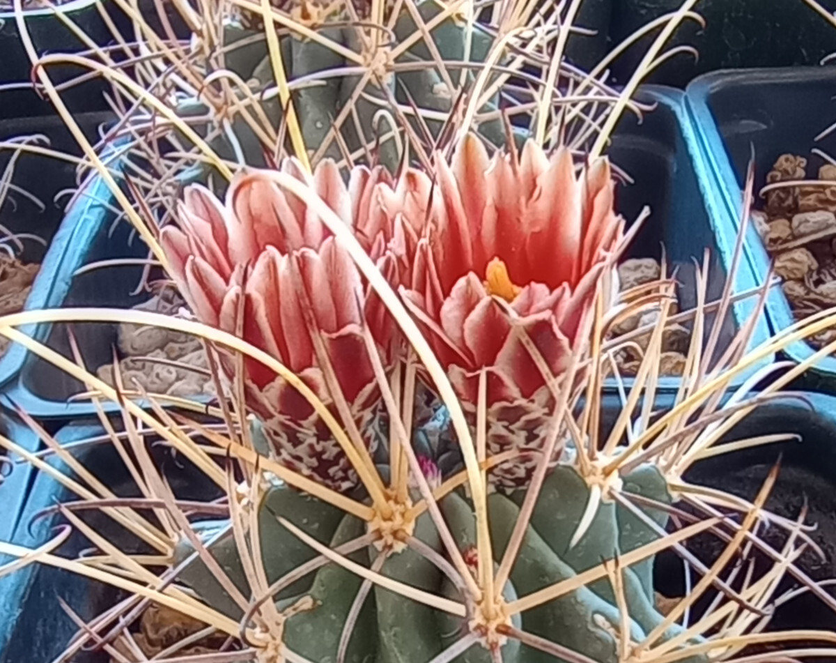 Sclerocactus wrightii Triple Heads Long Hook Spines Cold Hardy Cactus 123 gallery