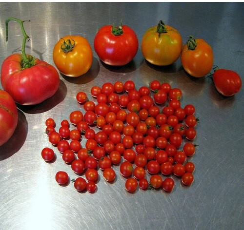 World's Smallest Tomato 25 - 2000 Seeds - Dwarf Red Currant Productive heirloom gallery