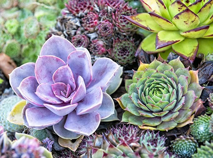 100pcs Mixed Rare Succulent Seeds, Mult-Color Indoor/Outdoor Plant gallery