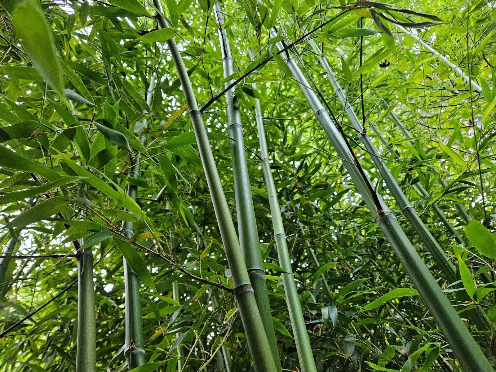 Madake Bamboo (3) Rhizomes (Phyllostachys bambusoides) - Japanese Timber Bamboo gallery