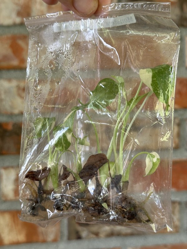 Variegated Monstera Thai Constellation TC Bag gallery