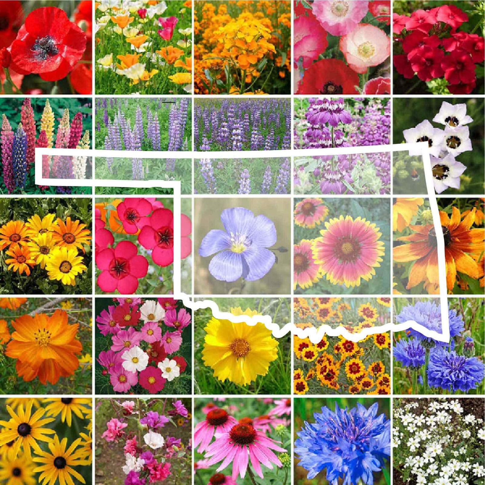 Wildflower OKLAHOMA State Flower Mix Perennials & Annuals USA Non-GMO 1000 Seeds gallery
