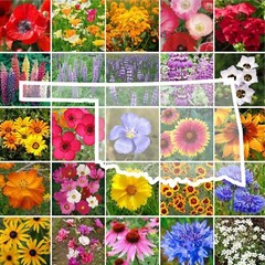 Wildflower OKLAHOMA State Flower Mix Perennials & Annuals USA Non-GMO 1000 Seeds