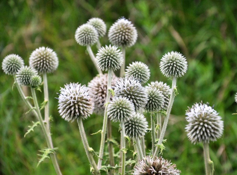 20 Silver GIANT GLOBE THISTLE Echinops Sphaerocephalus Silver White Flower Seeds gallery