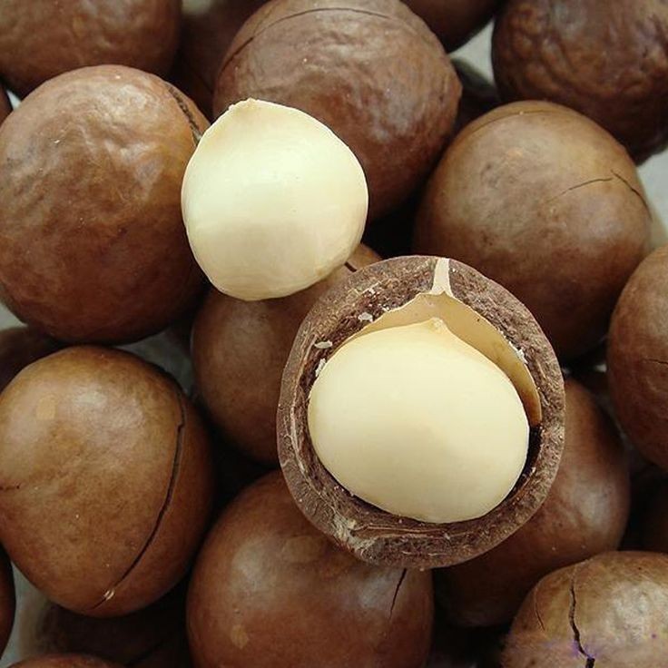 Macadamia Nuts Seedss 20 pcs (Macadamia integrifolia) King of Nuts gallery