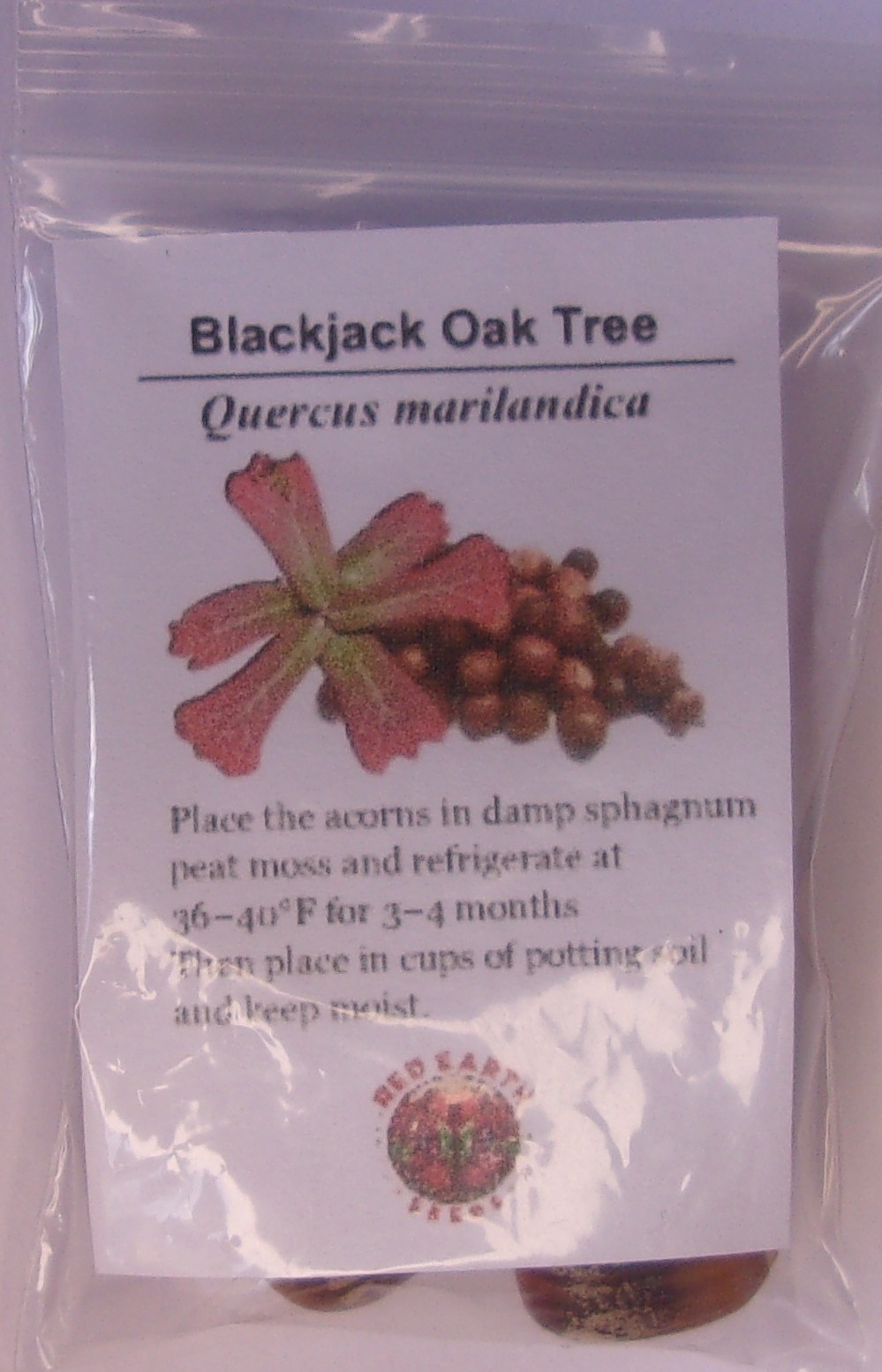 Blackjack Oak - 5 Seeds - Quercus marilandica gallery