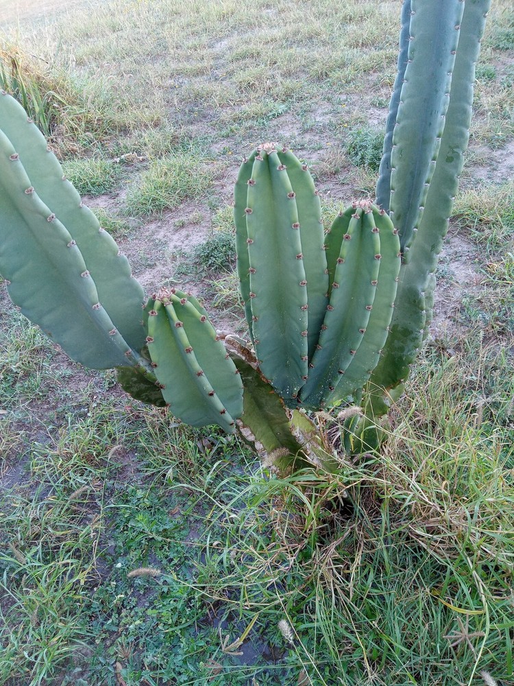 PERUVIAN APPLE CACTUS (Cereus peruvianus ) CUTTING 14 -17 "tall