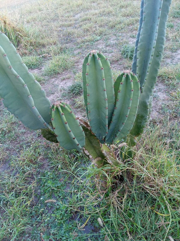 PERUVIAN APPLE CACTUS (Cereus peruvianus ) CUTTING 14 -17 "tall gallery