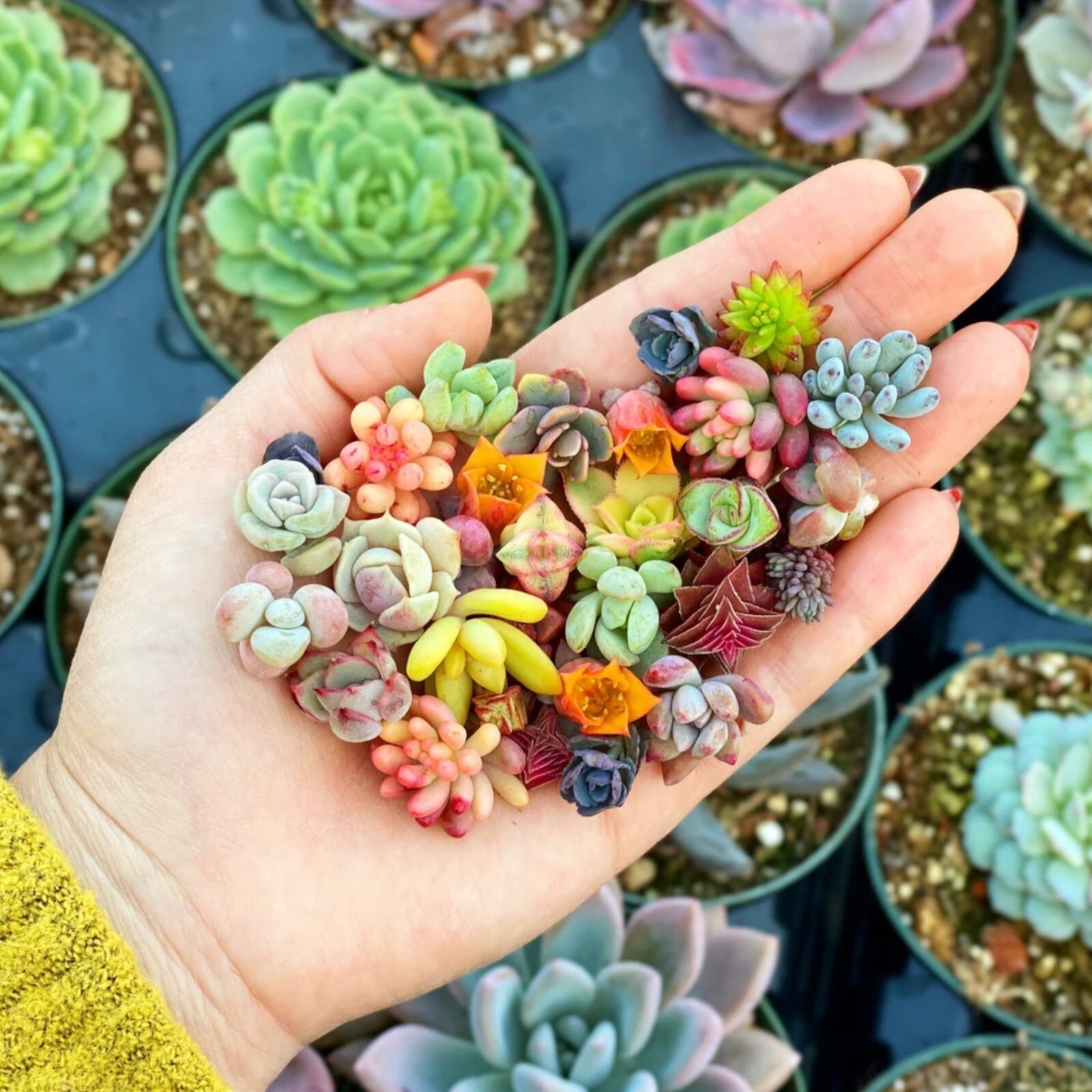 200pcs Rare Mixed Succulent Seeds - Beautiful and Colorful Collection gallery
