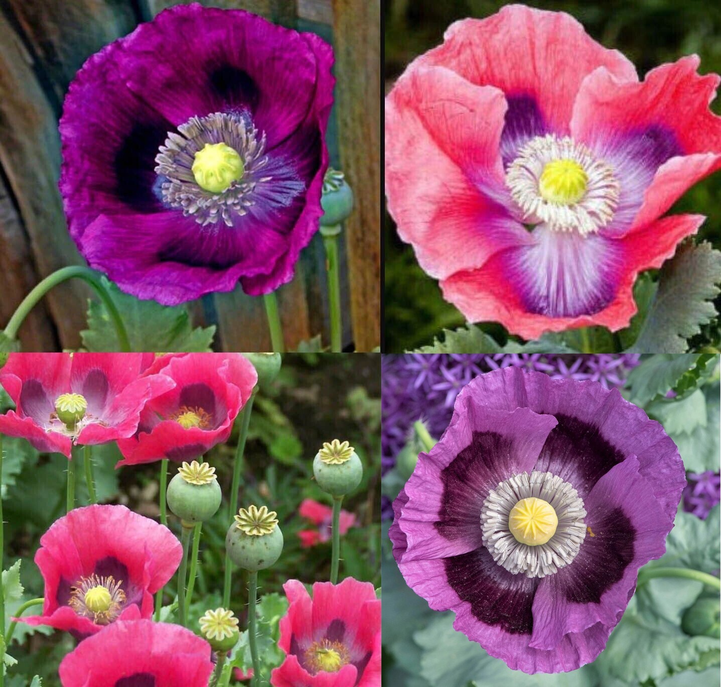 Poppy DELUXE MIX Breadseed Poppies Large Blooms Decorative Pods USA 500 Seeds! gallery