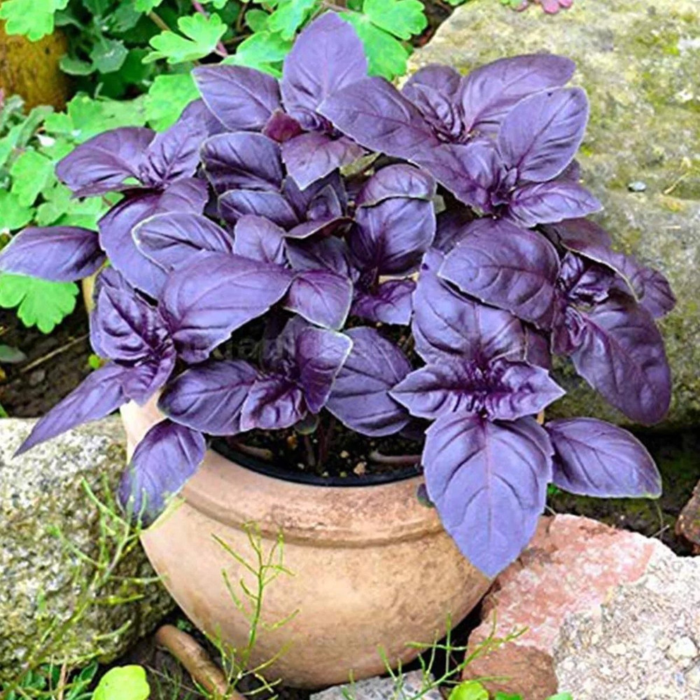 500 + DARK OPAL BASIL SEEDS -- Herb -- Heirloom - Organic - NON GMO -- FRESH