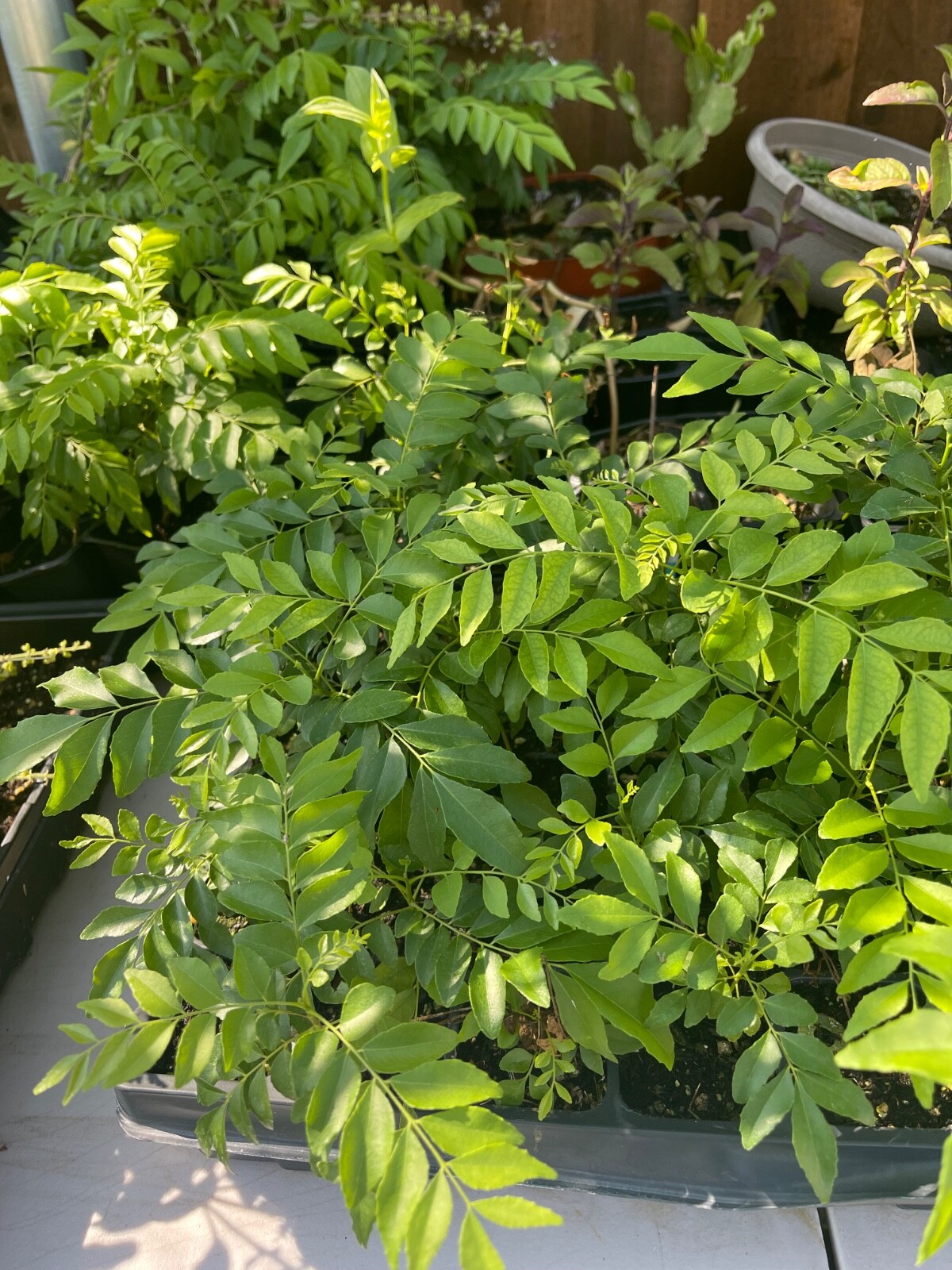 Curry Leaf (Murraya koengini) Potted live starter plant anywhere from 4-6" gallery