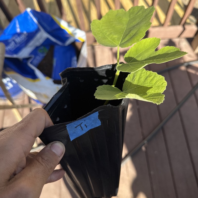 One LSU Tiger Fig Tree YOUNG gallery