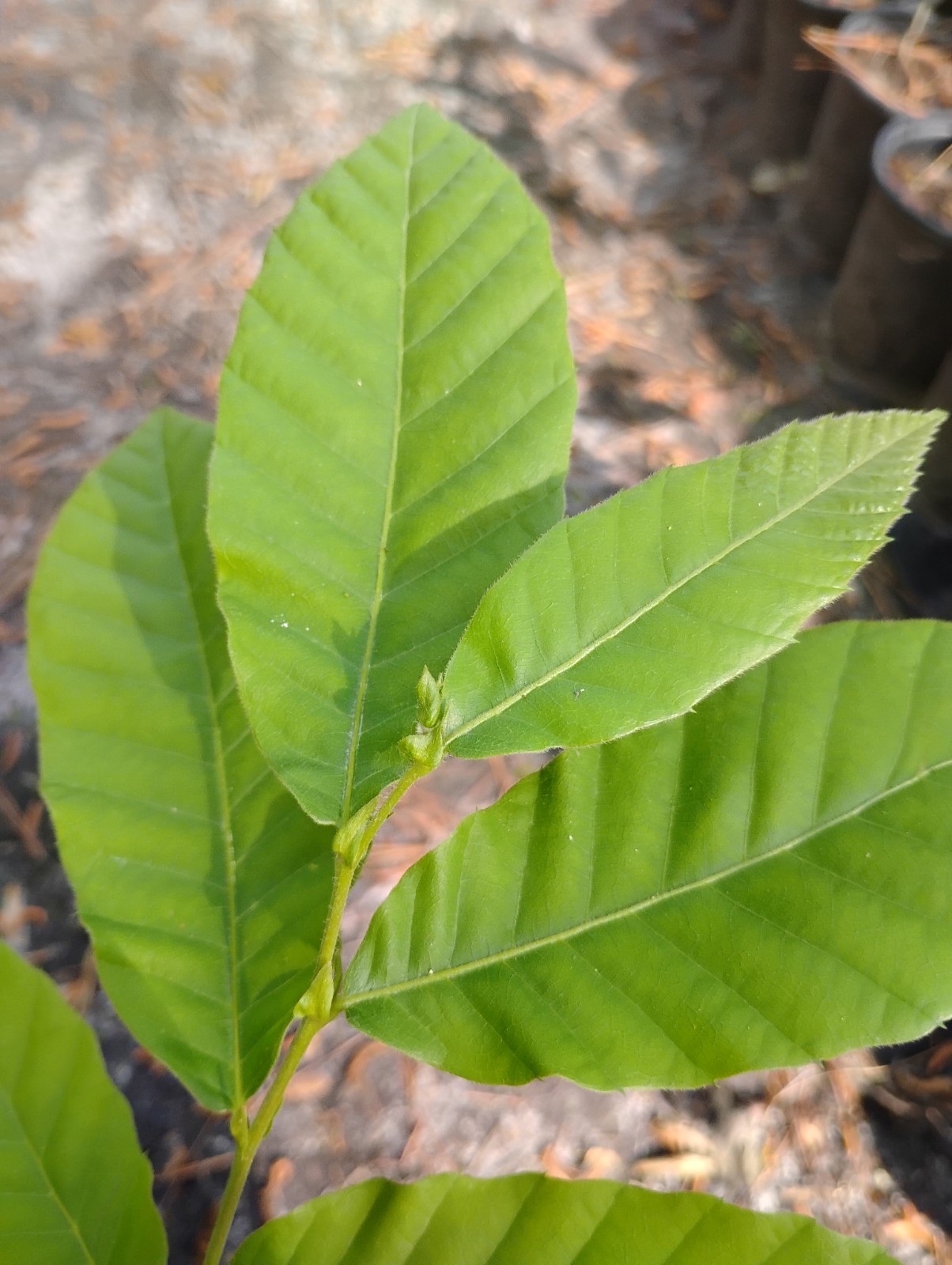 Chinese Chestnut Tree, 1 Gallon Pot. gallery