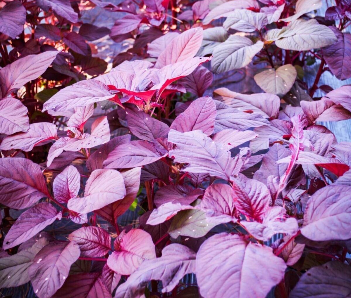 1000+Red Garnet Amaranth Seeds Red Spinach Kiwicha Microgreens Garden Seeds USA gallery