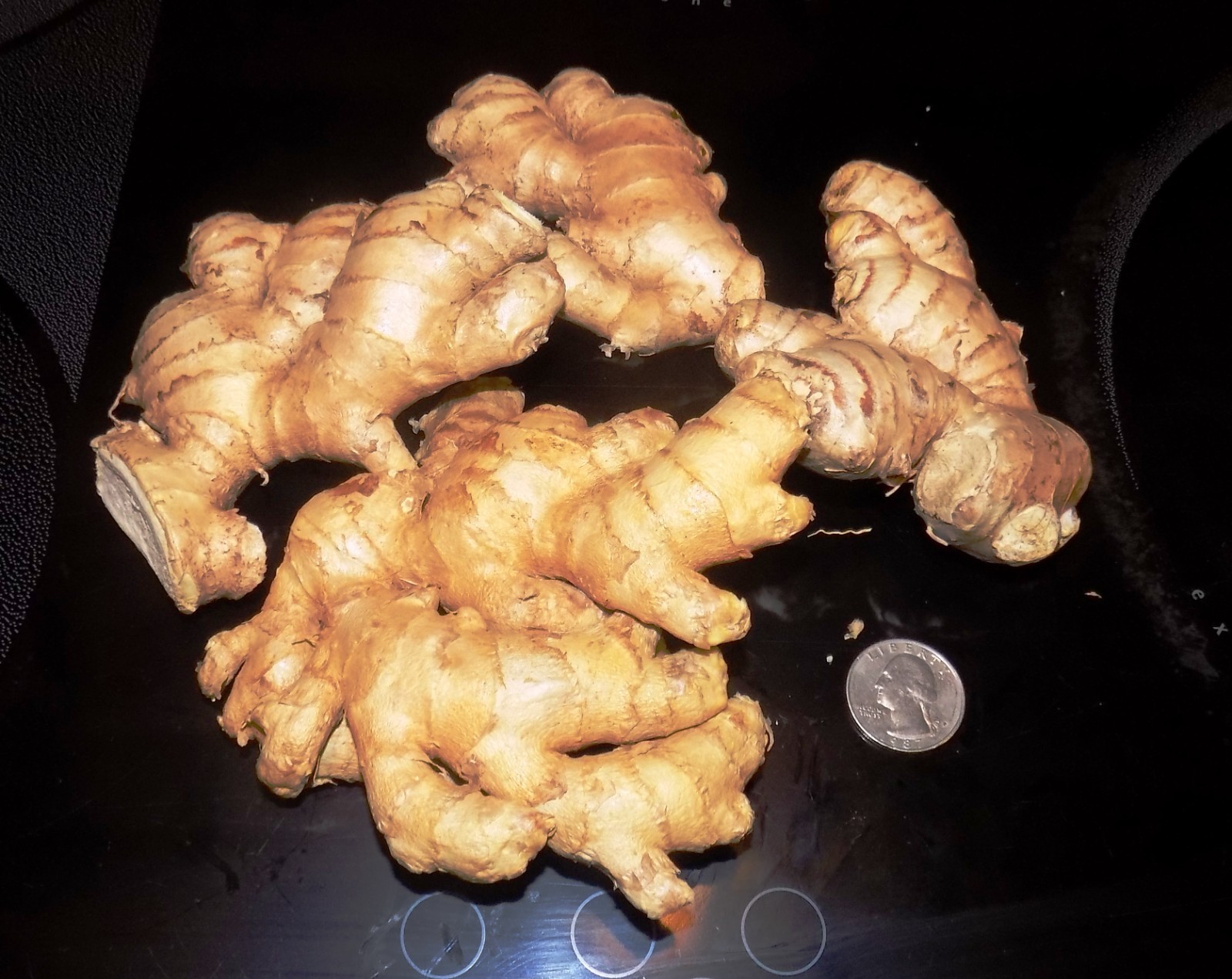 Fresh Organic Ginger Root FREE SHIPPING 1lb to 30lb USA Shipper BEST PRICE on Eb gallery