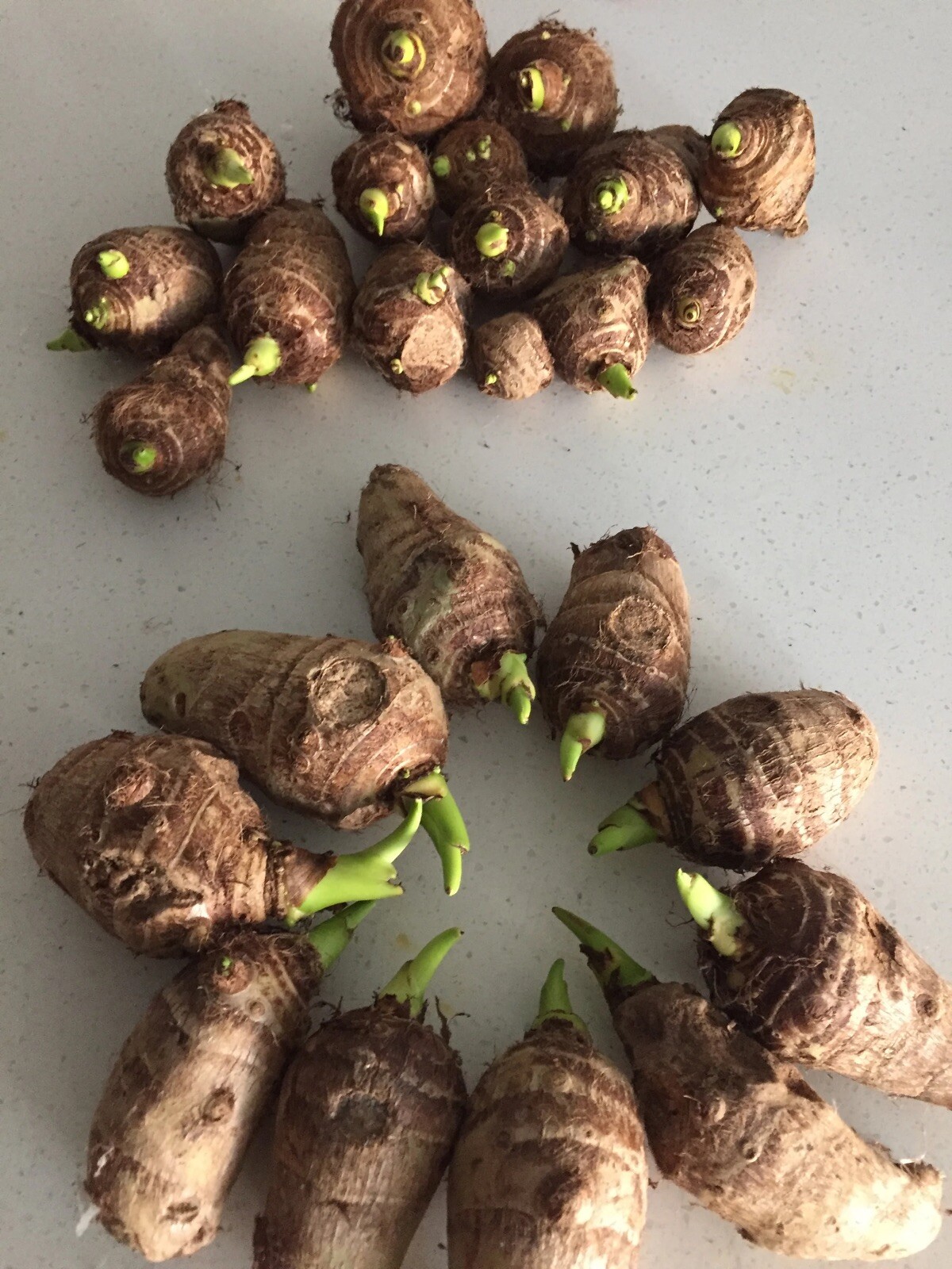 5 Taro Root Bulbs Elephant Ear Edible Aquatic Marginal Bog Pond Live Plant Fresh gallery