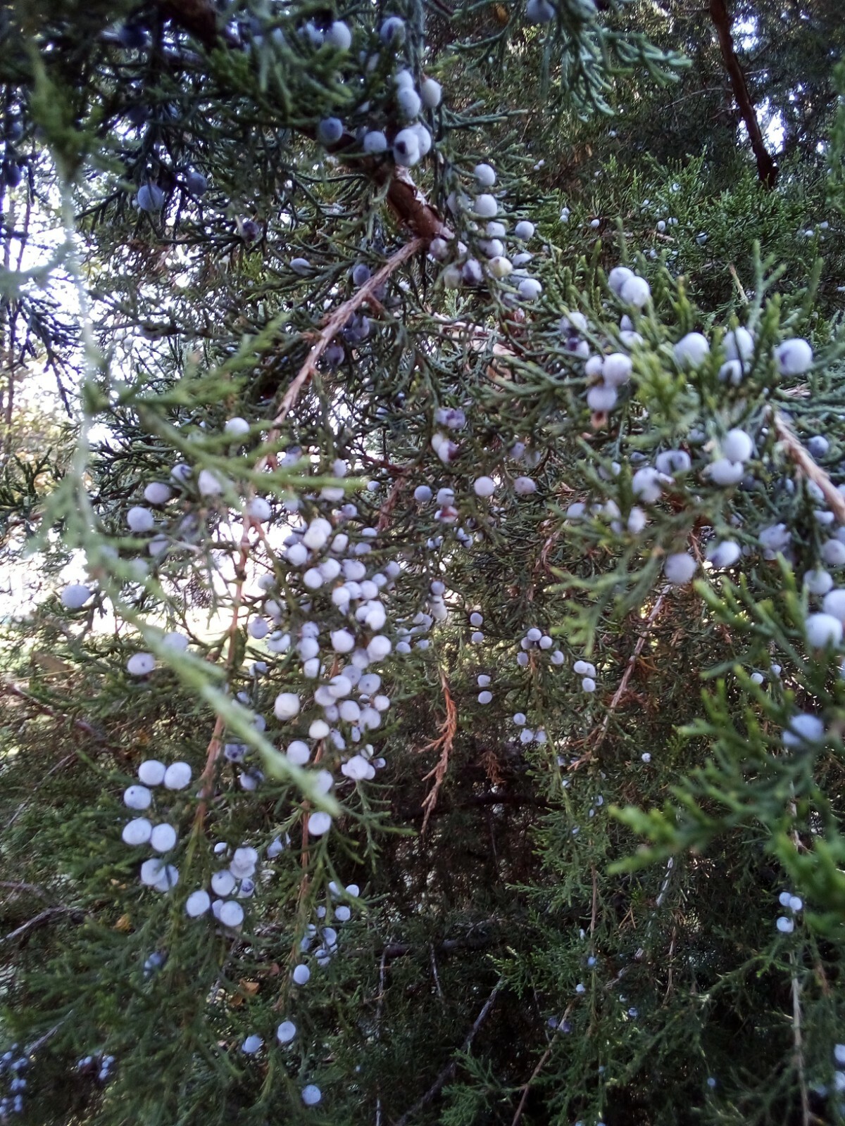 30 SEEDS EASTERN RED CEDAR gallery