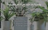 Monopotassium Phosphate Fertilizer 0-52-34 for Hydroponics - 3 lbs Plant gallery