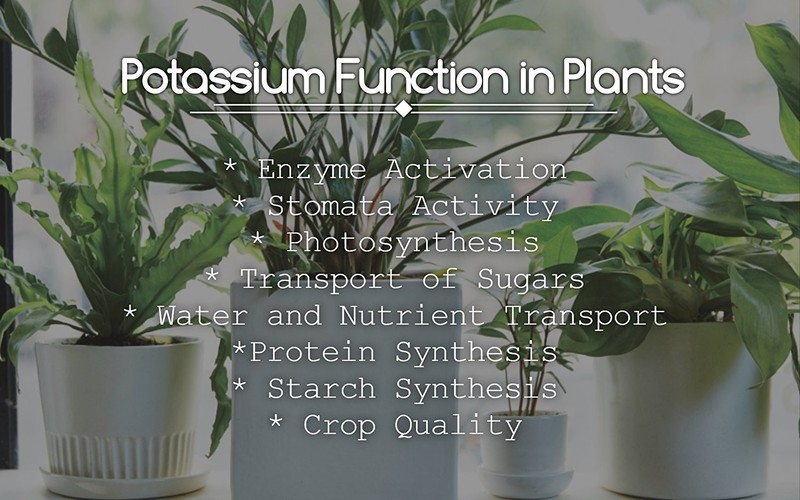 Monopotassium Phosphate Fertilizer 0-52-34 for Hydroponics - 3 lbs Plant gallery