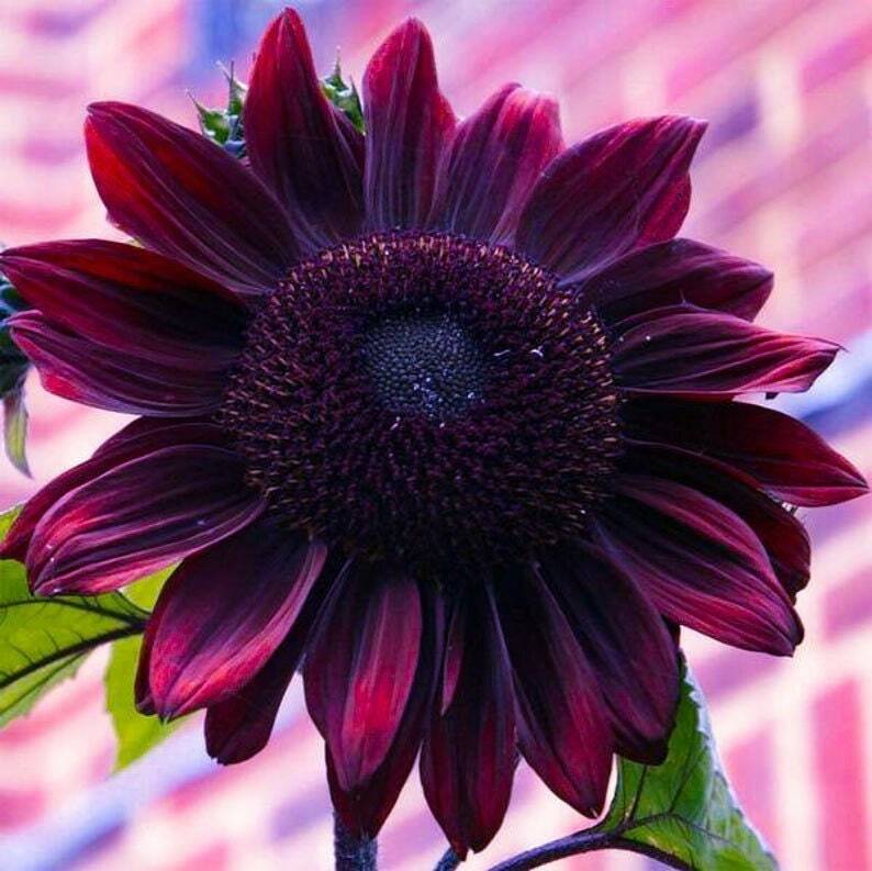 Sunflower Seeds - Vibrant Heirloom Rare, Free Shipping, Chocolate Cherry gallery
