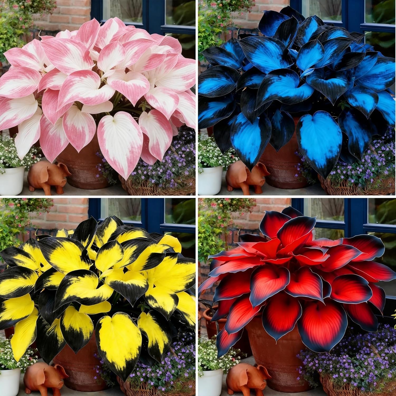 Hosta Seeds, 200+ Blue Purple Red Hosta Seeds, Multi-Use Landscaping, Perennial. gallery