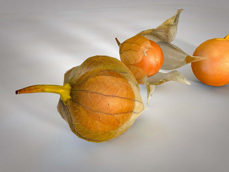 Physalis peruviana 'Colombia Select' = Greater Physalis - Inca Berry - 50 seeds gallery