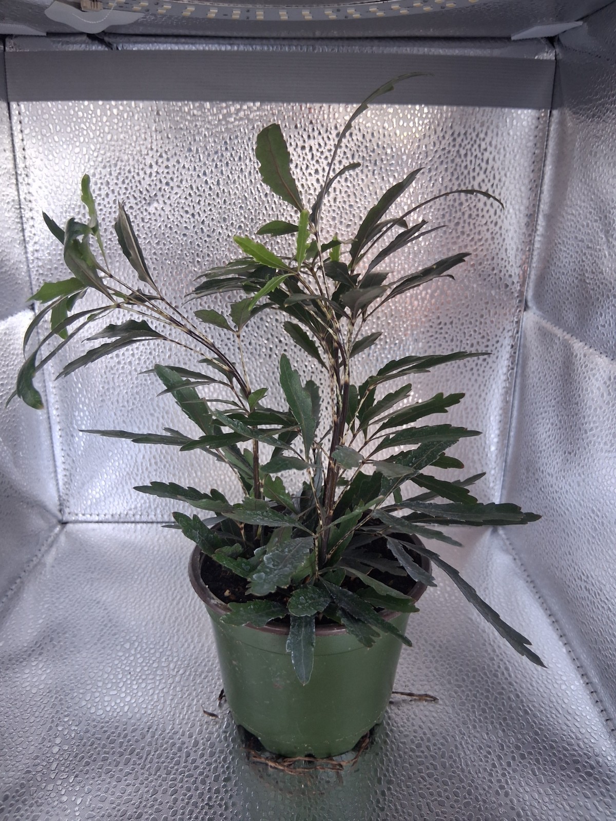 False Aralia 4 Inch (Plerandra Elegantissima) gallery