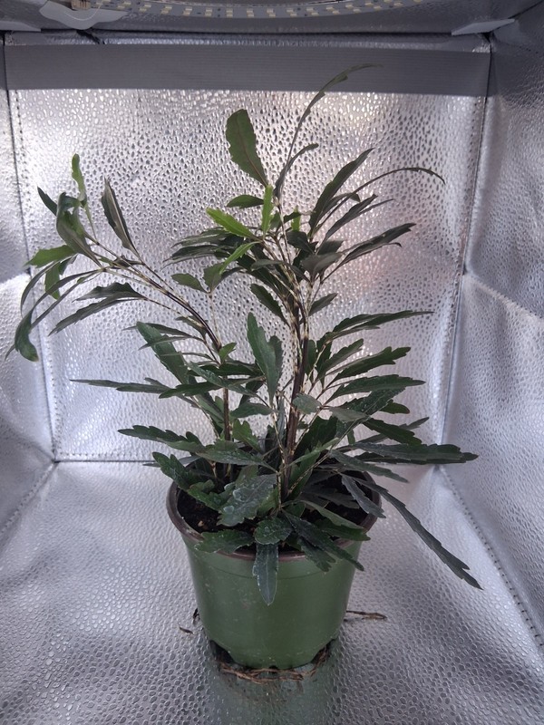 False Aralia 4 Inch (Plerandra Elegantissima) gallery
