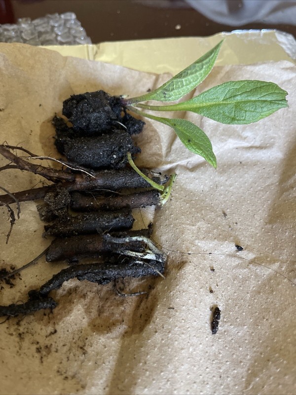 Russian Comfrey Bocking #14, (5) matured Root Cuttings or 1 Established plant gallery