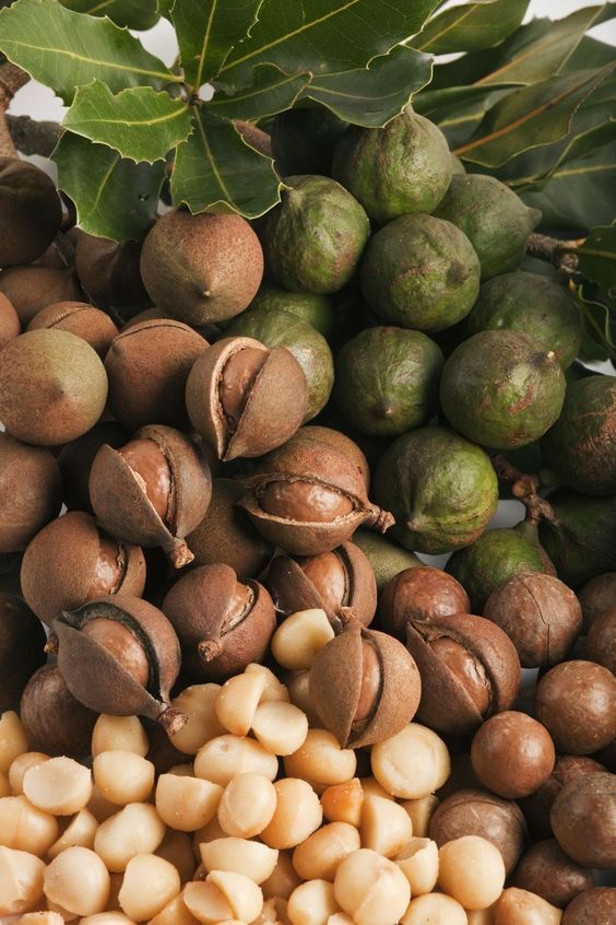 20+ Macadamia Nut Perande Seeds (Macadamia integrifolia) For Planting gallery
