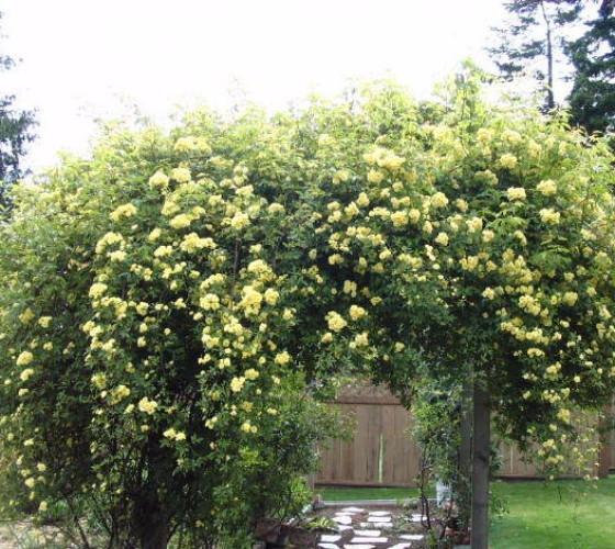 Lady Banks Yellow Climbing Rose - Live Plant - ( 1 QT ) gallery