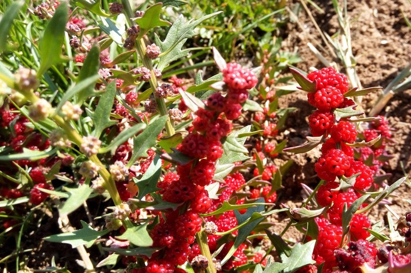 100 STRAWBERRY STICKS / SPINACH Chenopodium Foliosum Fruit Berry Seeds *Comb S/H gallery