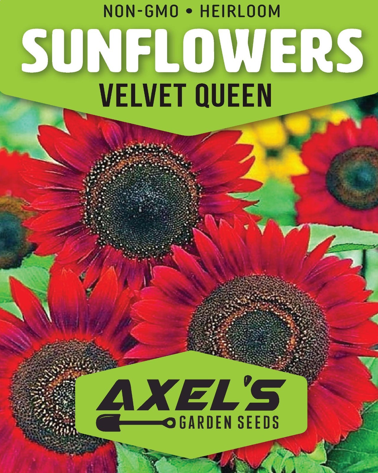 Red Vibrant Sunflower Seeds for Planting- Velvet Queen, Heirloom, Non GMO gallery