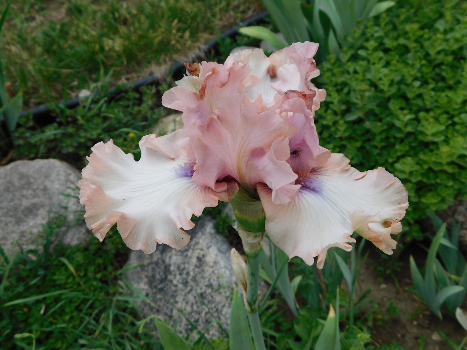 Tall Bearded Iris DON'T STOP BELIEVING gallery