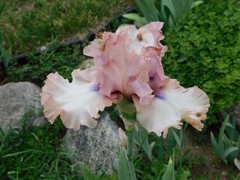 Tall Bearded Iris DON’T STOP BELIEVING