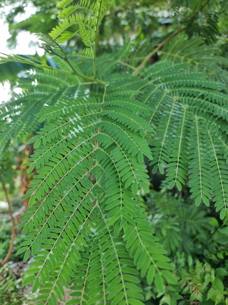 30 River Tamarind Seeds | Fast Growing Ornamental Tree | Leucaena leucocephala gallery