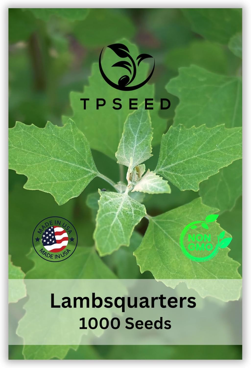 TP Seed Lambs Quarters Seed for Planting - Ideal for Medicinal Planting - Herb G gallery