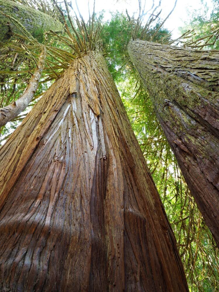 40 Western Red Cedar Tree Seeds for Planting Thuja plicata Long Lived Evergreen gallery