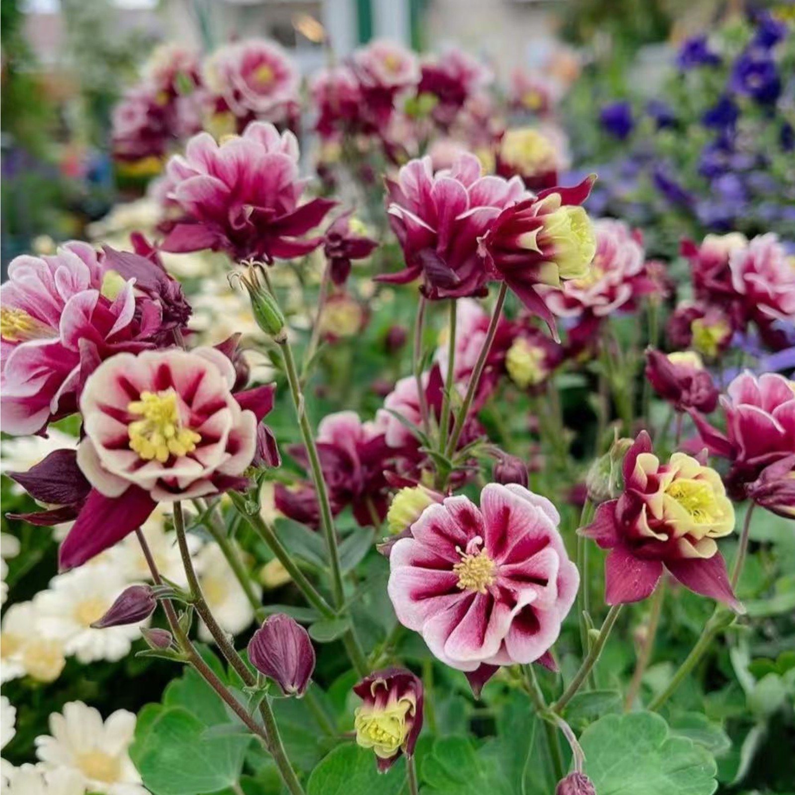 1000 Red & White Columbine Seeds – Striking Bicolor Blooms for Perennial Gardens gallery