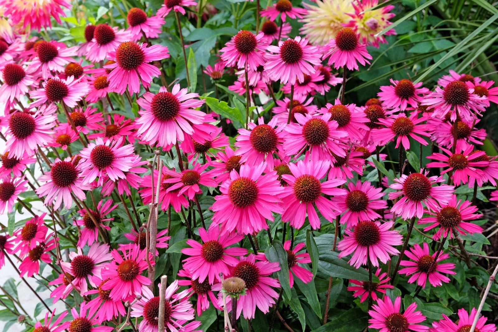 1000 Bulk BRIGHT STAR CONEFLOWER Echinacea Purpurea Bright Pink Flower Seeds gallery