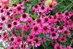 1000 Bulk BRIGHT STAR CONEFLOWER Echinacea Purpurea Bright Pink Flower Seeds