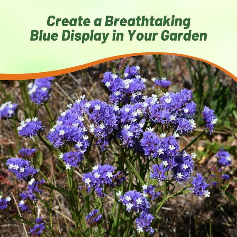 1000 Seeds Limonium Statice Blue Garden Flower Plant Seed With Low Water gallery