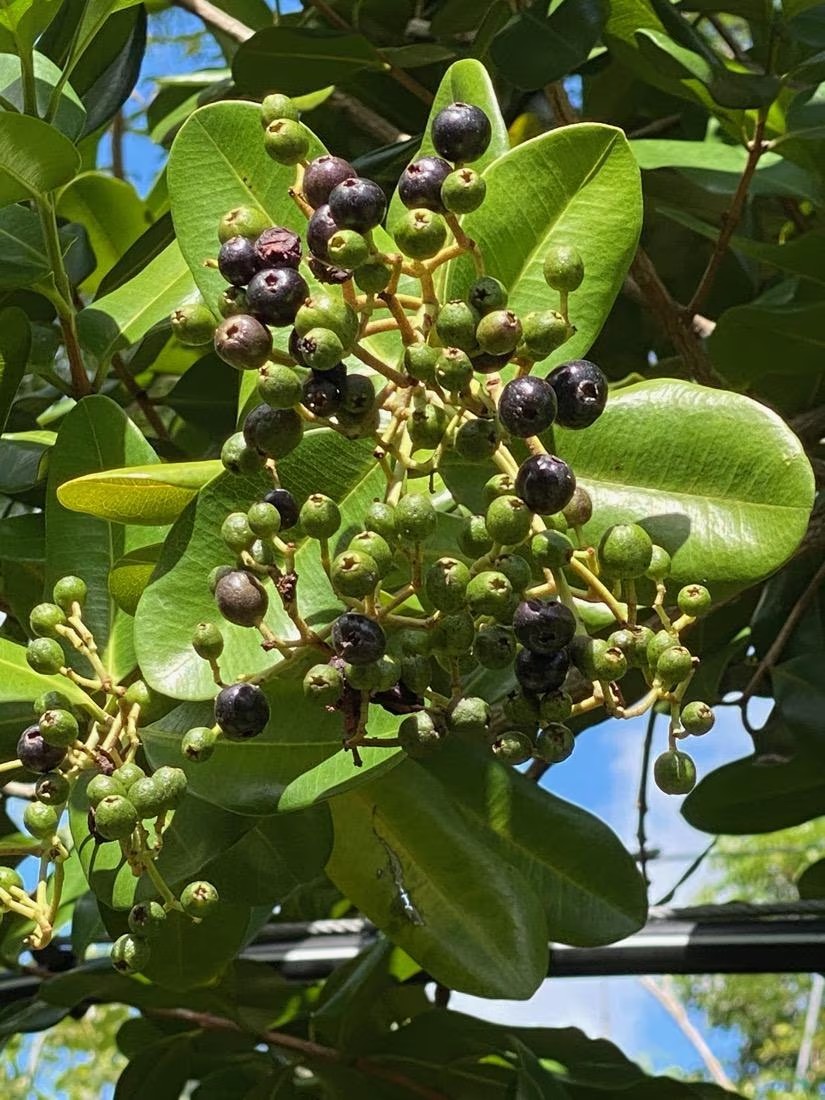 Allspice - Pimenta dioica - Jamaica Pepper - Live Plant! gallery