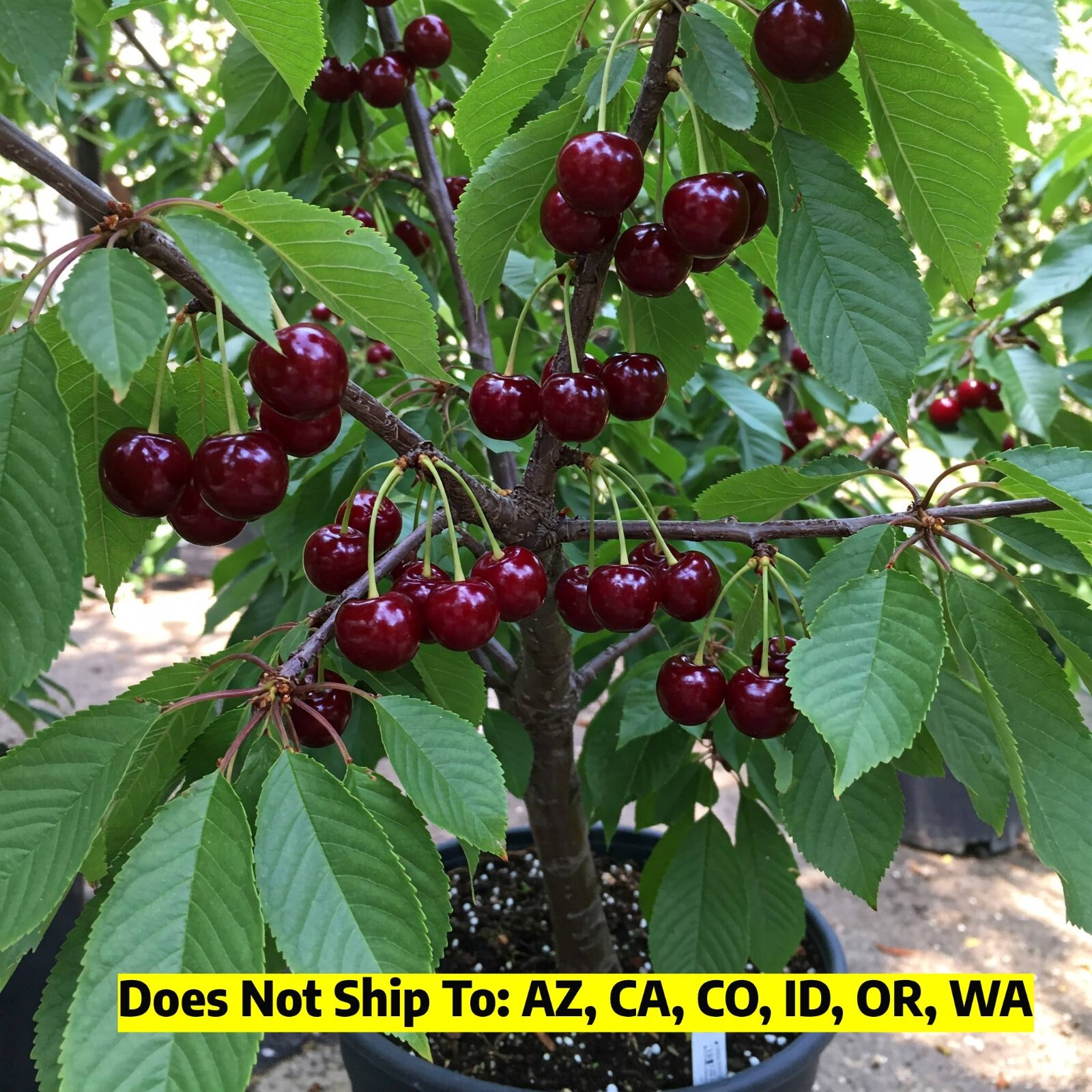 Montmorency Cherry Tree Live Plant Self Fertile Sour Tart Pie Fruit 4-5 Ft Tall gallery
