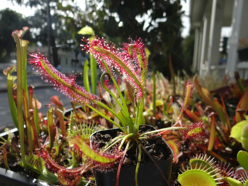 LIVE Carnivorous Cape Sundew (Drosera capensis Typical) Small Plant gallery