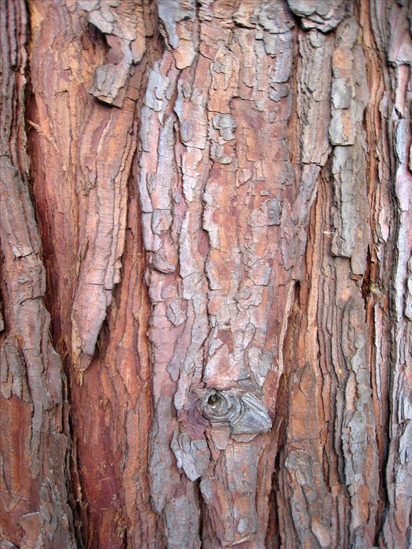 Incense Cedar, Calocedrus decurrens (Libocedrus decurrens), Tree Seeds gallery