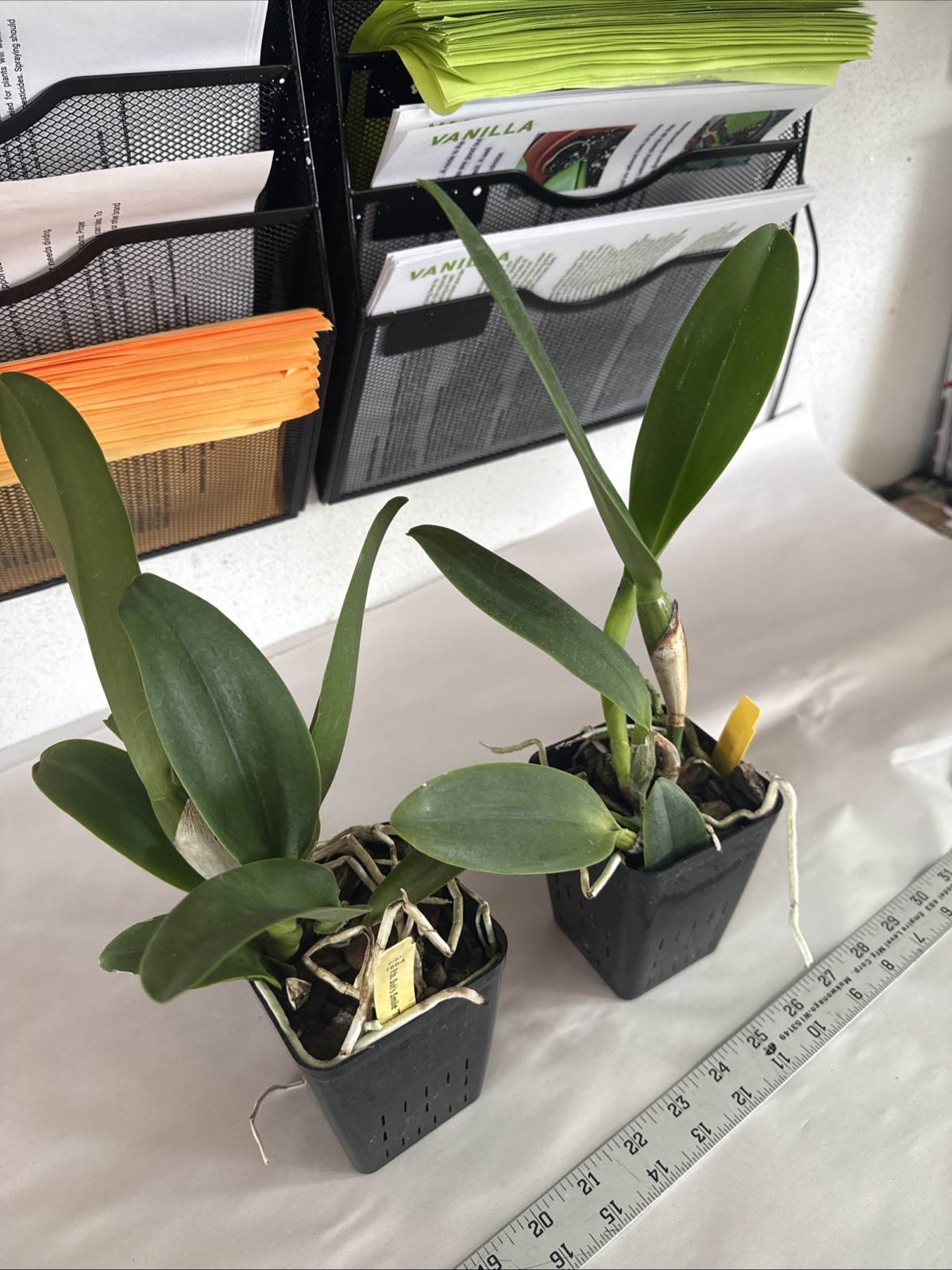 Pot. Hey Song ‘Splash’ Cattleya Orchid plant BS 4.5” gallery