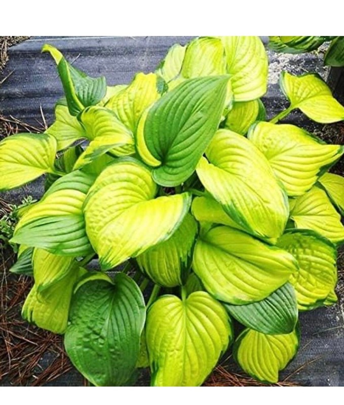 Yellow Hosta - "Golden Tiara" hosta plants - 3 plants gallery