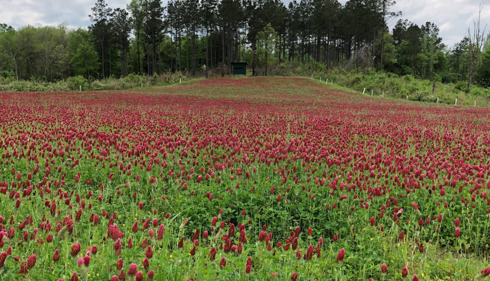 Crimson Clover Seed - with moisture retaining coating - Cover Crop gallery